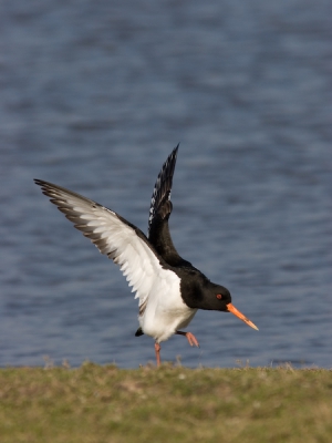 Wie zei dat nou laatst: "Wanneer je een serie maakt, maak ook altijd staande beelden" ;-)
Heerlijke beesten die Scholeksters!
exif: F8 1/800 iso 200 -1/3 EV Foto toont 86% van het origineel.