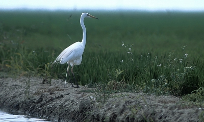 <i class='fa fa-user'></i> Karel Mauer | Grote Zilverreiger  <i class='fa fa-eye'> 462</i>  <i class='fa fa-thumbs-up'> 2</i>   <i class='fa fa-comment-o'> 1</i>