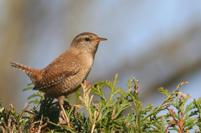 Dit druktemakertje in de achtertuin heeft in de gaten dat het zomertijd is. Hij/zij lijkt een vast aanvliegpatroon te hebben.
Mijn (hopelijk) eerst geplaatste foto op birdpix!
Canon 350D, 400mm 5.6L, 1/800 f8, -1/3, iso200. Vanaf statief.