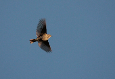 Met de ochtend zon in de vlucht genomen, iso 200, f7.1 sluitertijd 1/400 

groeten natuurflitser