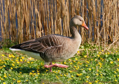 Niet spectaculair plaatje van een Grauwe gans in een mooie omgeving in de volle zon.