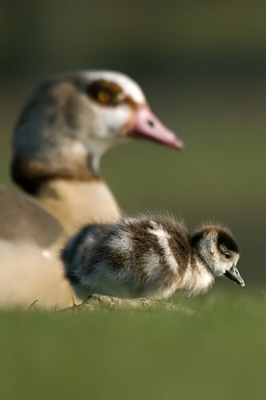 Uit de serie jong Nijlgansjes een kleintje met moeder op de achtergrond.

Sigma 100-300 op 300m F4 vanaf de rijstzak op de grond.