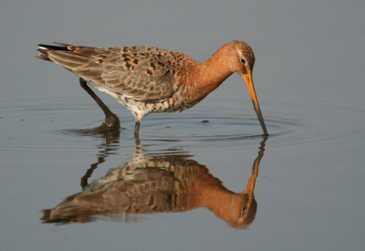 De weergoden werkten vandaag mee en ook de vogel had er wel zin in. Alleen recht gezet, verder niet bewerkt.

Canon 350D, EF 100-400mmL IS USM F4.5-5.6, t.c. 1.4xII
1/500  f5.6  ISO 200