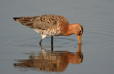 Een stevige linkspoot, zo te zien (iets voor Oranje?).

Canon 350D, EF 100-400mmL IS USM F4.5-5.6, t.c. 1.4xII
1/500   f5.6  ISO 200