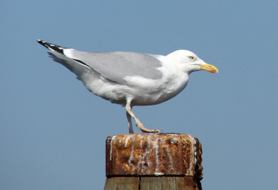 Wegvliegen of blijven?