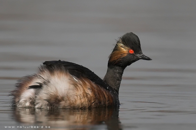 Mijn eerste foto van een geoorde fuut. Ik vond het persoonlijk wel mooi, maar het is hier uiteraard geen speciale soort h...

600mm, f5.6, 1/3200sec, iso400, uit de hand