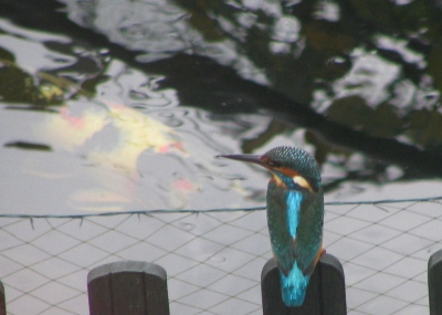 Op 18 november 2006 gefotografeerd .
Foto is door het glas genomen van het slaapkamerraam.
Dit ijsvogeltje had zin in een grote koikarper, maar na een keer achter zijn oren krabben is hij toch maar wegegaan.