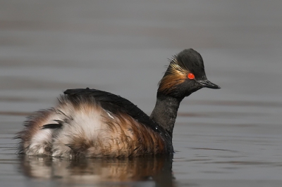 Mijn eerste foto van een geoorde fuut. Laat maar weten wat jullie ervan vinden.

600mm, f5.6, 1/3200sec, iso400, uit de hand liggend in de modder.