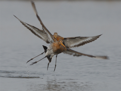 300mm+1.4x conv., 1/800, F7.1, ISO320.

Toch ook weer even met de autofocus, dit lukt me nog niet met de 600 mf! Er wordt af en toe fel geknokt onder de grutto's, hier vindt even een korte achtervolging plaats waar na nog wat wordt gemopperd en er weer wordt overgegaan tot de orde van de dag: foerageren! Nog even en ze zijn weer aan het broeden. Hopelijk met veel succes!!