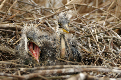 hier zie je 2 maar
het zijn er dus 3 jonge reigers 
die byna klaar zijn voor de groote wereld