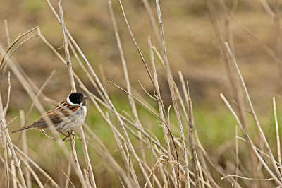 Rietgors op stengel, onderweg genomen  richting observatiehut.
