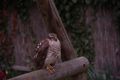 Deze buizerd zat in mijn achtertuin, ik kon wel op 2 meter afstand van hem staan en een foto nemen met m'n 200 mm lens.