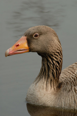 Deze gans wilde wel meewerken voor een portretfoto.