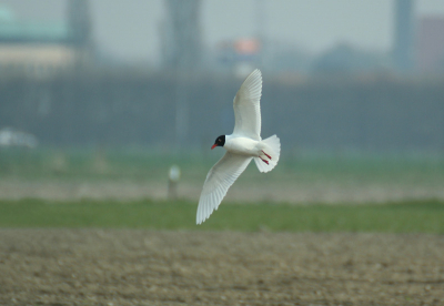Vanmiddag liet zich weer een groepje van zo'n 6 Zwartkopmeeuwen leuk bekijken op een akker tussen de Kokmeeuwen. Doordat een boer op de akker bezig was vlogen de meeuwen regelmatig heen en weer zodat ik wat leuke platen heb kunnen maken. Omdat de je op de achtergrond de stad Goes(waar deze vogels ook broeden, vorige jaar 12 paartjes) zit liggen vond ik deze foto toch wel iets aparts hebben(en er hangen gelukkig eens geen kleurringen om;-))