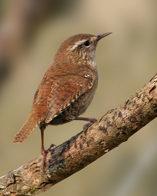 Deze actieve winterkoning was maar net bij te houden van tak naar tak. Ik kon vrij makkelijk dichtbij komen op mn hurken. 

Canon EOS30D / Canon 100-400EF1:4.5-5.6 L IS / F7.1 - 1/320 iso 200