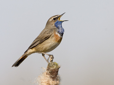 Hier mijn bijdrage van vanochtend, een heerlijke aprilochtend waarbij dit mannetje blauwborst zijn hoogste lied floot. Druk bezig zijn territorium vast te zetten.