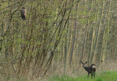 Een technisch niet al te beste foto, maar dat word volgens mij gecompenseerd door de inhoud. Hier is goed te zien hoe groot een Buizerd is en hoe klein een Ree. Ik was wel blij met deze foto