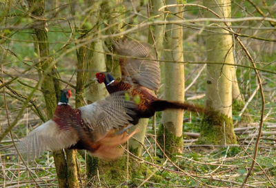 In het laatste licht begonnen deze twee hanen een gevecht op z'n Peter's in het bos