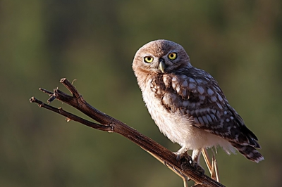 more little owl images can be found here at http://www.pbase.com/danny_laredo/little_owl

and more bird from Israel 
http://www.pbase.com/danny_laredo/birds