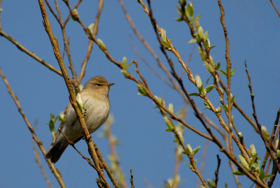 Het echte lente gevoel