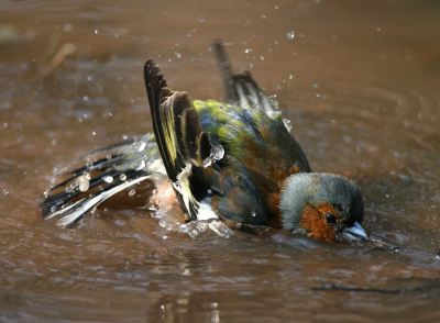 Bathing in small woodland pool.