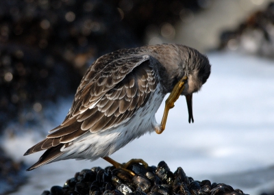Nog een paarse strandloper met een pincetsnavel