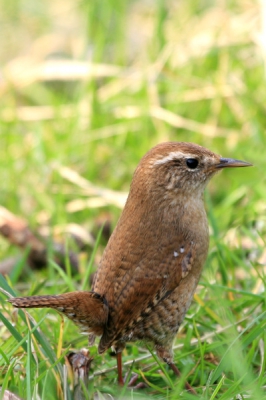 Hier nog een van het Winterkoninkje, ondanks de wat drukke achtergrond en rommelige voorgrond. Vind ik de houding van het beestje hier bijzonder genoeg om hem te willen delen met jullie.

Canon EOS30D / Canon 100-400L IS @400mm / F7.1 - 1/160 iso 200