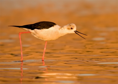 photo taken a few months ago in Eilat Israel

for more Stilt images please visit http://www.pbase.com/danny_laredo/black_winged_stilt