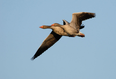 Echte ganzenliefde is?
Ge-armd (gevleugeld) vliegen!