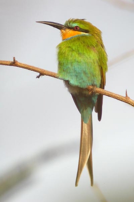 Het zicht op een groepje Zwaluwstaartbijeneters werd door de bomen grotendeels ontnomen. Met het statief in de hoogste stand en de camera op de zelfontspannerstand kon door de gaten in het gebladerte toch enkele plaatjes worden geschoten. Helaas keerde hij/zij mij niet de rug toe; van achteren zijn ze nog fotogenieker.

Nikon Coolpix 4500 (A-stand f/5.1 ISO 100) en Swarovski AT80 HD + 20-60x zoomoculair.
Photoshop: Helderheid (+9) en contrast verhoogd (+3). Onscherp masker toegepast (300%, 0,5 pixels, 0 niveaus). Rechts rand afgesneden. Afbeelding verkleind en nogmaals verscherpt (0,2 pixels).