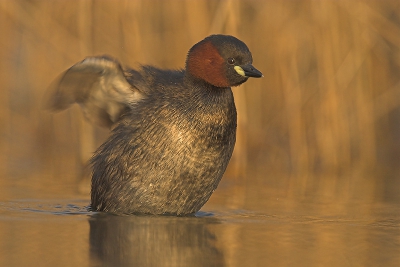 Door werkverplichtingen ben ik als sinds ik begon te fotograferen -eind 2005- gedwongen om 's morgens in alle vroegte te gaan fotograferen. Met het lengen van de dagen breken er voor mij weer mooie tijden aan. Want in ruil voor het vroege opstaan, krijg je bijna altijd mooi licht. Als de vogels zoals deze Dodaars dan ook nog eens wat extra willen doen, kan mijn dag niet meer stuk!
D200, Sigma 500 mm f4.5, vanop rijstzak uit hut