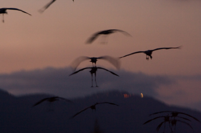 Hoewel een statieportret van een vogel maken ook een kunst is, vind ik zelf platen mooi die de nadruk op de omgeving leggen waarvan de vogel deel uitmaakt. Zo kreeg ik deze vlucht kraanvogels voor de lens die zich klaarmaakte voor de nacht. Bij 1/20ste sluitertijd kreeg ik precies het effect dat ik wilde. Een paar redelijk scherpe vogels en verder veel beweging.