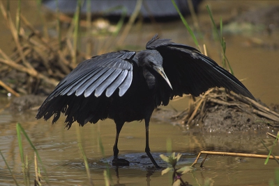 <i class='fa fa-user'></i> Peter van Rij | Zwarte Reiger  <i class='fa fa-eye'> 572</i>  <i class='fa fa-thumbs-up'> 2</i>   <i class='fa fa-comment-o'> 4</i>