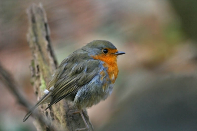 vandaag eindelijk weer eens een beetje licht deze roodborst gemaakt met de 20d  100-400 is  op 800 asa  eenbeenstatief
5.6 1/125 krap aan met de scherpte  ken net denk ik