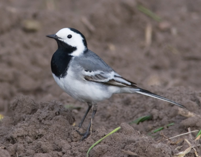 Vandaag mijn nieuwe auto-raam-statief uitgeprobeerd. Zoals voorspeld werkt dit prima. 

In het omgeploegde veld zaten de nodige witte kwikstaarten. Het wit steekt mooi af tegen de donkerbruime aarde.
