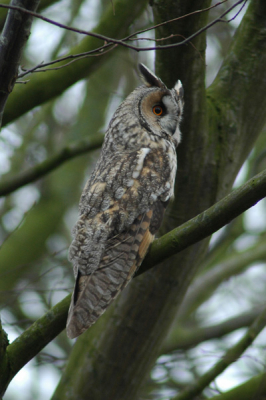 Zo'n 2 jaar geleden, vroeg een "vogelende" vriend van me, wat foto's te nemen van ransuilen in de buurt. Sindsdien ben ook ik in de ban geraakt van onze gevleugelde fauna en begonnen met vogelfotografie. 
Dit plaatje is dus eigenlijk mijn eerste vogefoto.