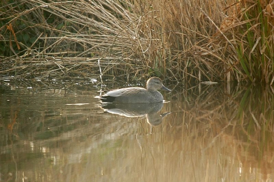 deze krakeend (toch?) zwom vanmorgen in de schaduwrand van het riet...met tegenlicht niet makkelijk om goed vast te leggen...tevreden ben ik vooral over de compositie en over het feit dat ik deze eendensoort nog niet eerder had waargenomen