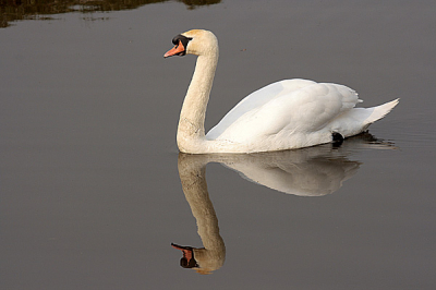 De weerspiegeling van deze zwaan is bijna optimaal. De foto heb ik gemaakt tijdens een toezichthoudende rondje op Kardinge voor natuurmonumenten. Het gebied ontwikkeld zich aardig. Zeker een keer een bezoekje waard.. Een gebied van 250 ha. En dat voor een gebied tegen de stad