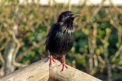 Zat een kwartier op ons vogelhokje om van de ochtendzon te genieten. Dit is mijn eerste upload naar birdpix. Ben een absolute beginner en hobbyist (getuige mijn materieel). Foto is gecropt en gefilterd in PS. Tips hoor ik heel graag!