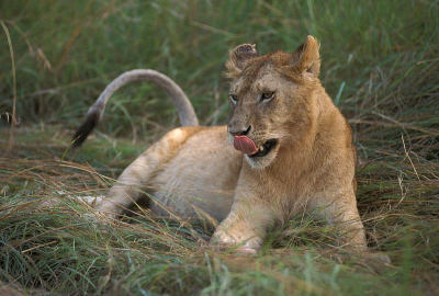 De Wildebeest-burger smaakte best zo te zien!

Nikon F-801s + 200mm