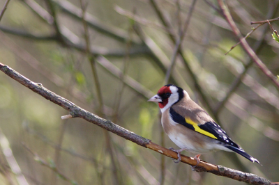 We liepen gewoon gezellig wat te praten toen ik deze ineens op een takje zag zitten voor ons. 20D 300mm 1.4x