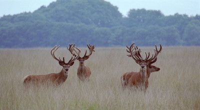 nog in het anologe tijdperk  gefotografeerd ik was op zoek naar roodborstapuiten in nat. park de hoge veluwe en kwam over een heuvel in het hoge buntgras , zag plots in de verte deze 4 kapitale herten, ben al bersend  door de hoge bunt gekropen to ik dcihtbij genoeg was , ik had gelukkig tegenwind anders lukt dit nooit , de herten hebben zich absoluut veilig gevoeld in dit  verder zeer open gedeelte,

gemaakt met canon eos 3  100-400 is met fuji superia 400 vandaar enige korrel