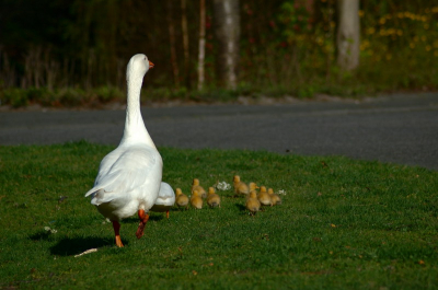 Ik geloof dat deze gans niet weet dat hij een gans is. Hij is namelijk al een paar jaar bij deze eend. Hij waakt altijd goed over de jonge eendjes. Ook dit jaar is dat weer het geval.


Gemaakt met Nikon D70s, 70-300mm f/4-5.6G AF Zoom-Nikkor op 180mm, f/4.8 1/1250s