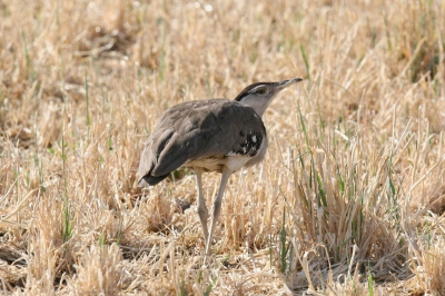 Deze vogels gedragen zich altijd wat vreemd, als ze gespot worden.