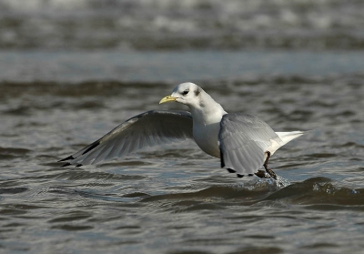 Nog even een van mijn eerste foto's met de D-70. Vogel zat dit najaar op het strand van Vlieland tijdens een ultime zoektocht naar een Bonte Stern (was een melding van een langsvliegend exemplaar op een ander Waddeneiland, je moet toch wat).

Nikon D-70 + 500mm