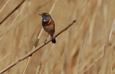 Mijn eerste blauwborst in mijn favoriete gebied.