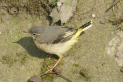 dit vogeltje zat met 2 soortgenoten herrie te schoppen (zacht twit-twit, en een hoop gewip met de kleine staartjes) aan de rand van een beekje, ze beschouwden een gele kwikstaart schijnbaar als een grove indringer in hun territorium