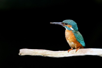 Al een tijdje gevolgd en nu hun reguliere plek gevonden.
Mits goed gecamoufleerd zijn ze zich compleet onbewust van mijn aanwezigheid. Alleen de plek is wat onhandig, net tegen een duiker aan, waardoor de achtergrond een zwart gat is. Een onoverbrugbaar contrastverschil helaas.