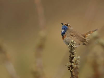 Vandaag eindelijk weer eens heel de dag op pad geweest.....en ik ben hl blij met mijn eerste Blauwborst!
Er staan er genoeg op, dus kan deze er ook nog wel bij toch;)

Groetjes,
Petra

www.pbase.com/peetje252