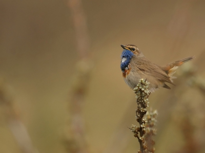 Vandaag eindelijk weer eens heel de dag op pad geweest.....en ik ben hl blij met mijn eerste Blauwborst!
Er staan er genoeg op, dus kan deze er ook nog wel bij toch;)

Groetjes,
Petra

www.pbase.com/peetje252